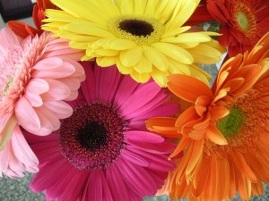 Image of Gerber daisies
