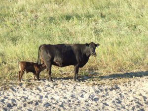 Calf with mother