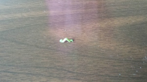 This inchworm knew that if he kept moving forward he would reach his destination. 